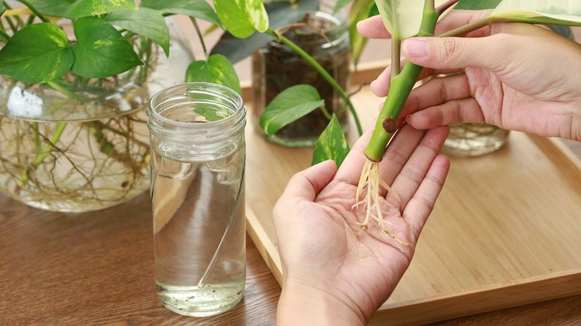 How to Use Rooting Hormone When Propagating Plants